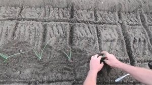 Высадка рассады лука Эксибишен в открытый грунт.