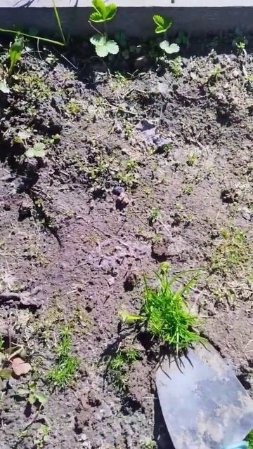 Сажаем землянику за 30 секунд #дача #огород #сажаем смотреть онлайн