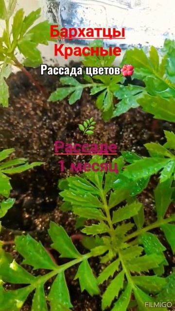 Цветы.Рассада цветов🌱.Бархатцы 🌸#обзор #март #Семена смотреть онлайн