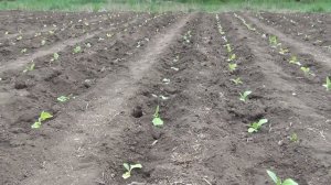 Как лучше пикировать и высаживать рассаду табака