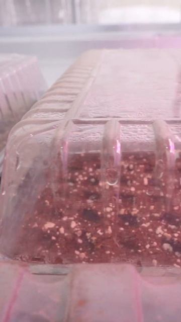 ДОСВЕЧИВАНИЕ РАССАДЫ В МАРТЕ 🌱🌱🌱 #дача #сад #огород смотреть онлайн