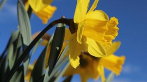 Начало мая в саду.