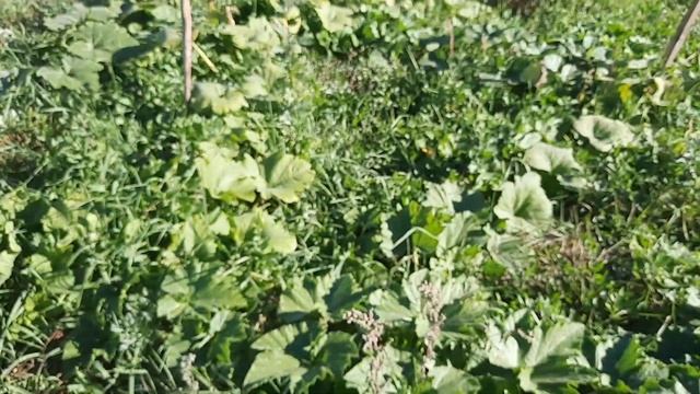 Что растёт на огороде 6 сентября 2024. Собрала помидоры, ? смотреть онлайн