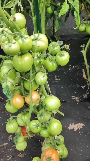 Срочно Внесите Одну Ложку Этой Подкормки! Рассада Тол? смотреть онлайн