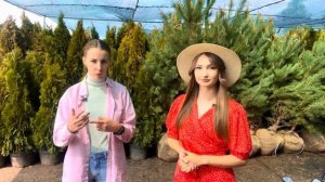 Питомник растений «ХВОЯ» - хвойное изобилие🌲