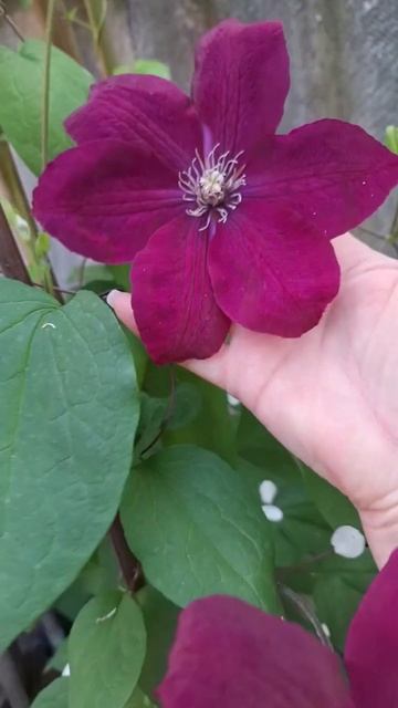 Сириус, сад у дома смотреть онлайн