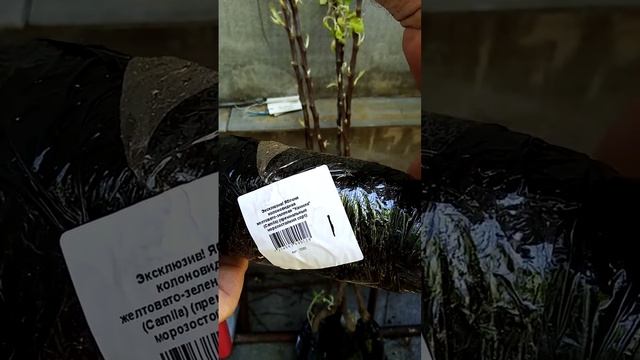 Helga Агромаркет 24 заказ 2020 смотреть онлайн