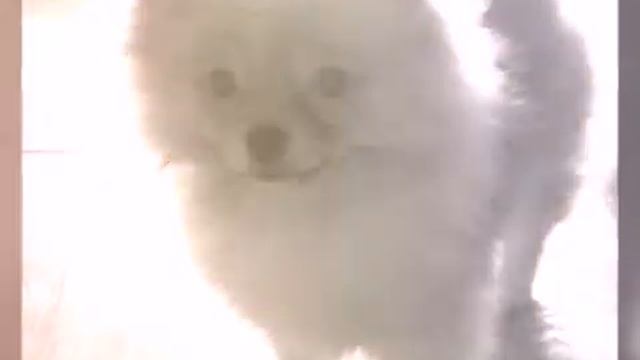 Фото Милки!)