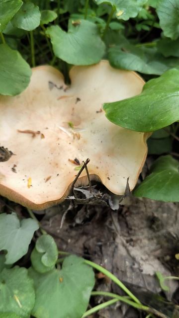 Огромный гриб в лесу смотреть онлайн