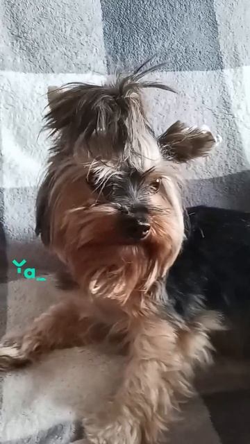 БЕЛЛА смотреть онлайн