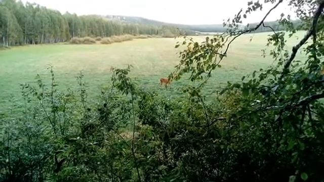 Серия мини фильмов.Красота охоты.Косуля на гону.