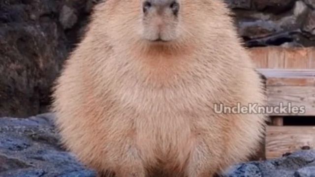 БЛИИИН ЭТО ПРИКОЛЬНОЕ ЖИВОТНОЕ КАК ЕГО БОРИС ВОЛ смотреть онлайн