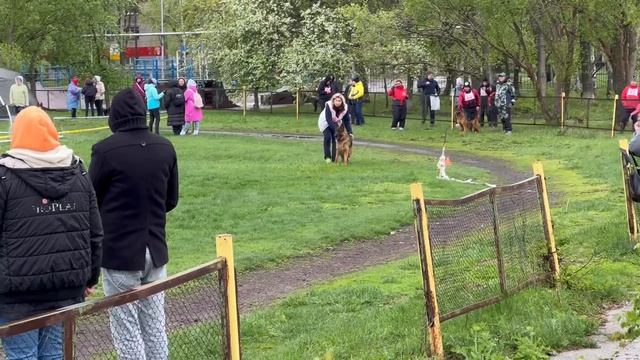 1 Отл. КЧК Ural Land ESTER +++ №52 / КЧК САМАРА 27 апреля`25 И.Герлеман Моно немецких овчарок