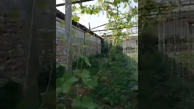 Сават виноград Монблан