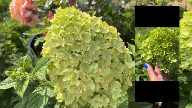 Гортензия МОХИТО (Hydrangea paniculata Mojito)НОВИНКА 2019г. смотреть онлайн