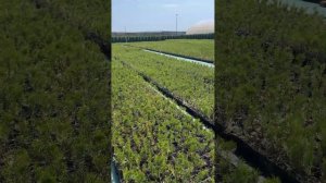 Саженцы туи из питомника