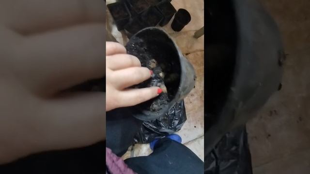 Георгины патио после зимовки #питомник #гортензия #дач смотреть онлайн