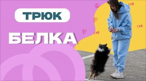 Простой трюк для собаки: БЕЛКА, КУВЫРОК В ВОЗДУХЕ