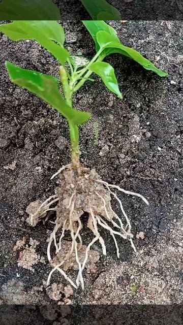 Результат черенкования . #клубника #малина #саженцы #ч? смотреть онлайн