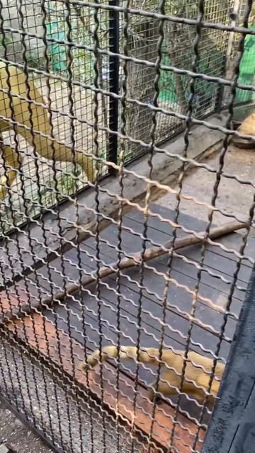 Кормим зверьков ☺️ Лучшие зоопарки в которых можно к? смотреть онлайн