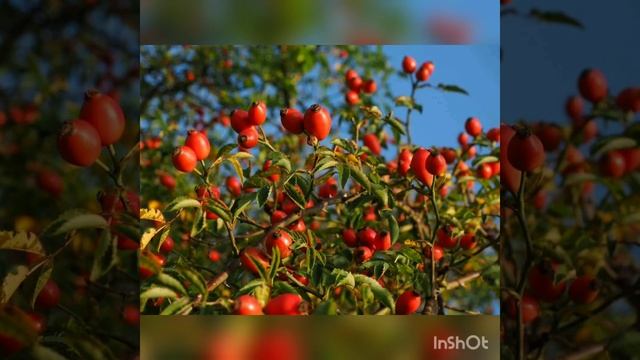 Муташайихасде назму