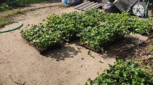 Замороженная кассетная рассада клубники, минитрей.