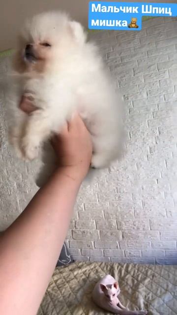 Шпиц Мишка🧸 #шпиц #шпицмишка #шпицы