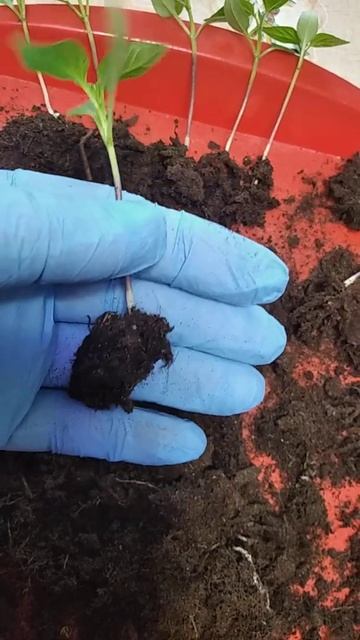 Обзор корневой системы перед пикировкой рассады перц? смотреть онлайн