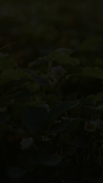 Зачем клубнике горчица?! #дача #огород #сад #клубника смотреть онлайн