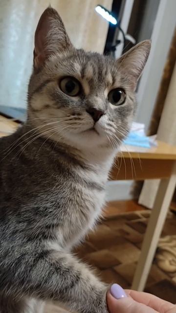 Барса любит делать массаж лапок смотреть онлайн