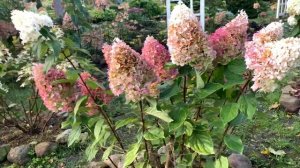 ГОРТЕНЗИЯ СТРОБЕРРИ БЛОССОМ, роскошная красавица. Опи