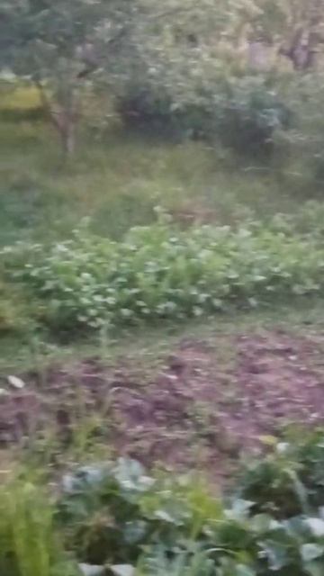 огород вечером смотреть онлайн