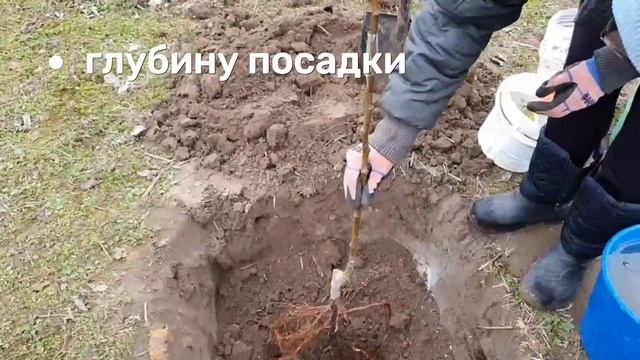 Простой способ посадки груши который работает ВСЕГДА! смотреть онлайн