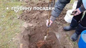 Простой способ посадки груши который работает ВСЕГДА!