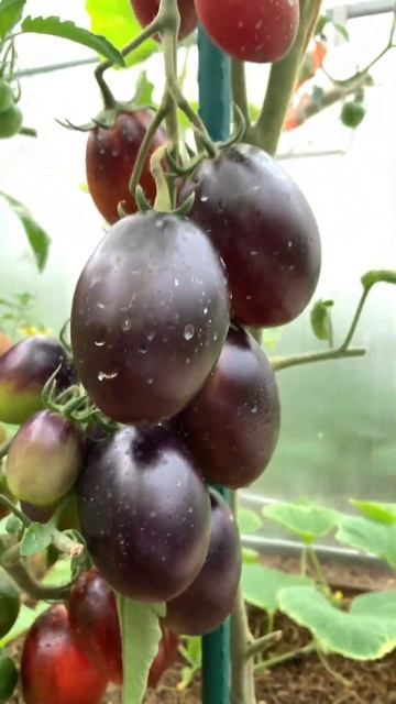 Томат Дип Перпл идеально в баночку🍅👌 смотреть онлайн