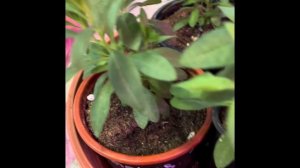 Пересадка калибрахоа в кашпо/состав грунта/ обзор сор?