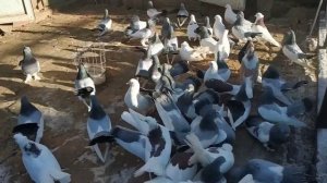 Урюпинские голуби