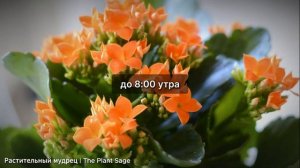 КАЛАНХОЭ НЕ ЦВЕТЕТ СУШИТ ЛИСТЬЯ И ВЫТЯГИВАЕТСЯ? ОШИБК?