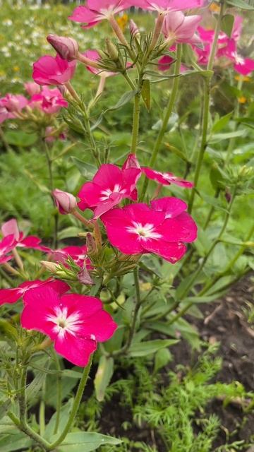 Флоксы однолетние смотреть онлайн