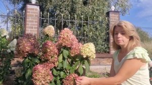 Метельчатая гортензия "ГРАФФИТИ"/Неожиданно удачный п