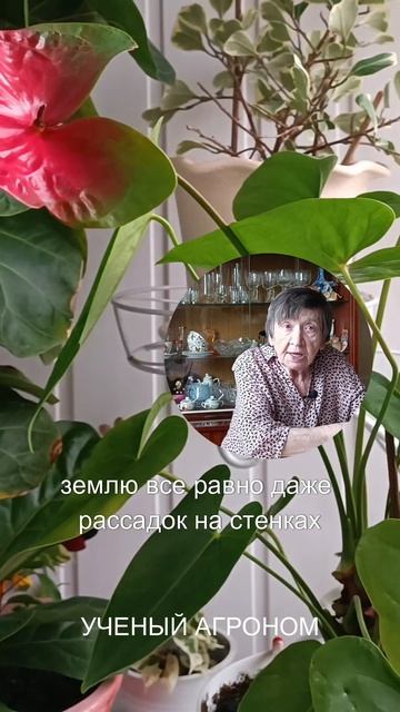 ЖЕСТКАЯ ВОДА КАК ПОЛИВАТЬ #сад #дача смотреть онлайн