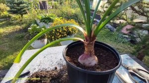 21.09.24 Валлота пересадка с цветоносом из Гиппеаструмы п