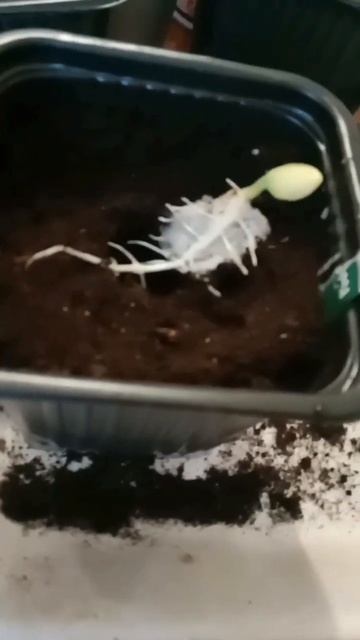 Рассада баклажан 🍆 12.03.2024 смотреть онлайн