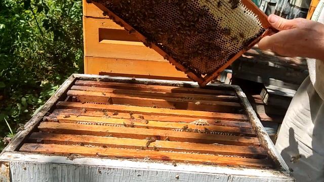 15 июля 2023г. Сегодня на пасеке. Начали печатать мед. Медосбор заканчивается, убираю пустые соты..