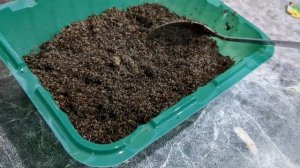 ЭКСПЕРИМЕНТ. САЖАЮ ИРИС ИЗ СЕМЯН #изсемян #ирисы #много