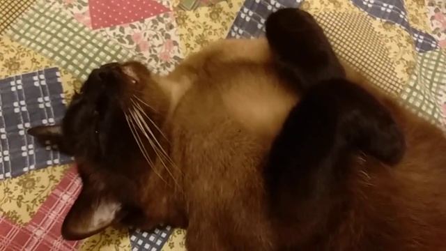 Кот Жан-Жак отдыхать изволит 💖😸😄 смотреть онлайн