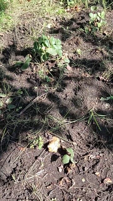 Посадила ремонтантную клубнику смотреть онлайн