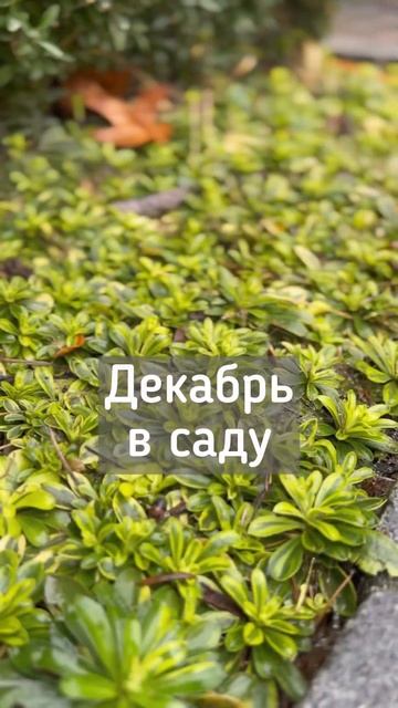 Декабрь в саду☘️Ландшафтный дизайн своими руками☘️ смотреть онлайн