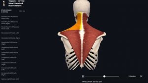 Анатомия трапециевидной мышцы. Местоположение и функции.