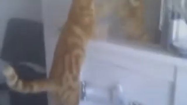 Прикольные Кошки и Коты смотреть онлайн